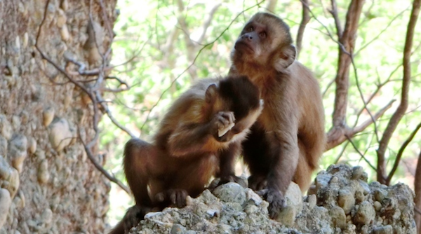rock-smashing-monkeys